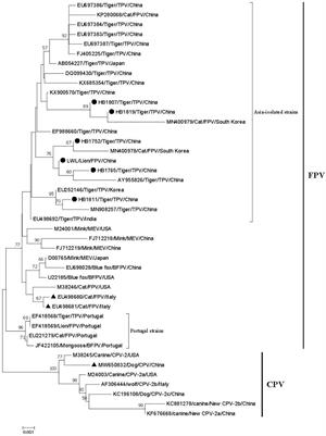 Molecular Detection of Parvovirus in Captive Siberian Tigers and Lions in Northeastern China From 2019 to 2021